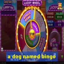 a dog named bingo