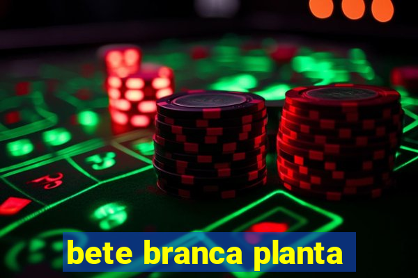 bete branca planta