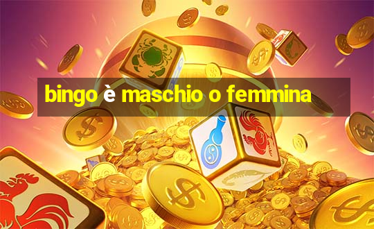 bingo è maschio o femmina