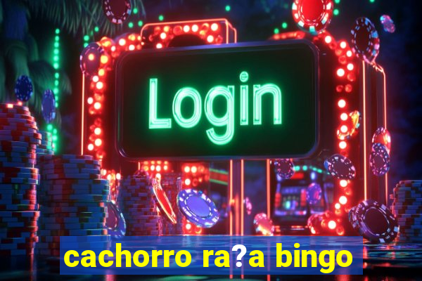 cachorro ra?a bingo