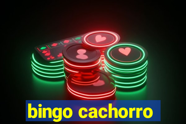 bingo cachorro