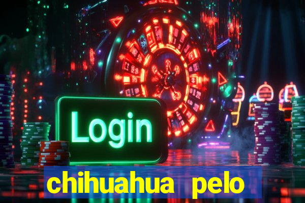 chihuahua pelo longo preço